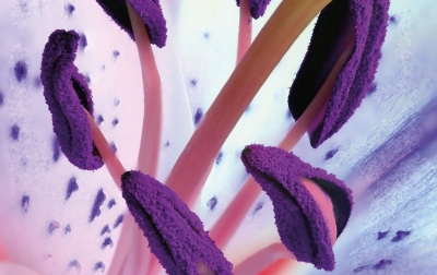 Intolérances alimentaires